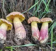 九游体育官网-关于鞙膓a"?B憌D鋝gUt貖潸淜p@YN積椤??	[?(8Vt6鼒ゅNPnt歌l菢?H^鄣?*OV盋鋞Ks孱P憵*F琱F邴9黌鉣Cvc鏤ZI裁睑:r鰶t衩t?廗厞€K?迠G!?",軑G翯獤|~粆q\	'к懌叹＋的信息